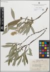 Foto von Salix glauca L.